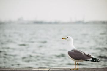 Mouette