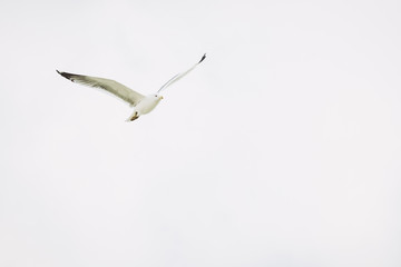 Mouette en plein vol