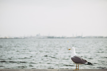 Mouette au bord de la mer