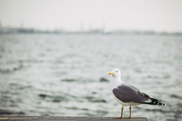 Mouette au bord de la mer