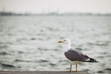 Mouette au bord de la mer
