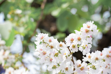 Lagerstroemia floribunda flower, also known as Thai crape myrtle and kedah bungor, is a species of...