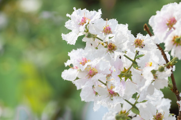 Lagerstroemia floribunda flower, also known as Thai crape myrtle and kedah bungor, is a species of flowering plant in the Lythraceae family. It is native of the tropical region of Southeast Asia
