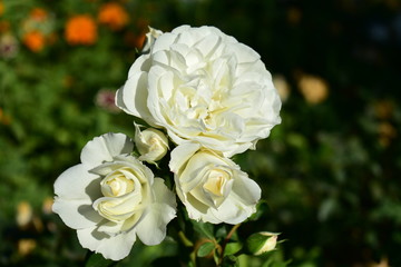 White roses closeup. Bush with green leaves, orange and white flowers. Sun light with shadows.