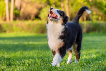 Naklejka na ściany i meble Happy Aussie dog walking at meadow with green grass in summer or spring. Beautiful Australian shepherd puppy 3 months old. Cute dog enjoy playing at park outdoors.