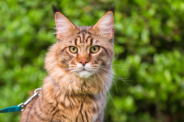 Plakat Black tabby Maine Coon cat with leash sitting on green grass in park. Pets walking outdoor adventure. 