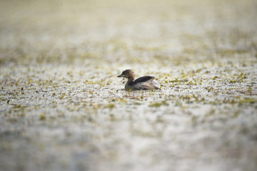 A little grebe