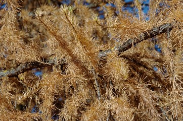 Larch tree in autumn.