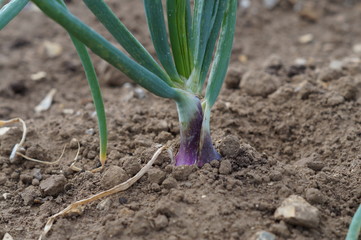 Spring onion