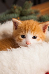 ginger kitten in santa hat against the background of a Christmas tree