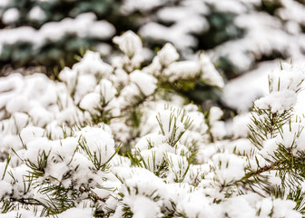 Snow on spruce tree needles with snow in forest, Czech Republic