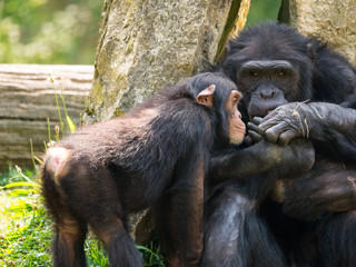 Chimpanzé
