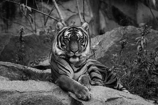 Big Tiger in a Zoo, black and white photo of a tiger, portrait of a tiger
