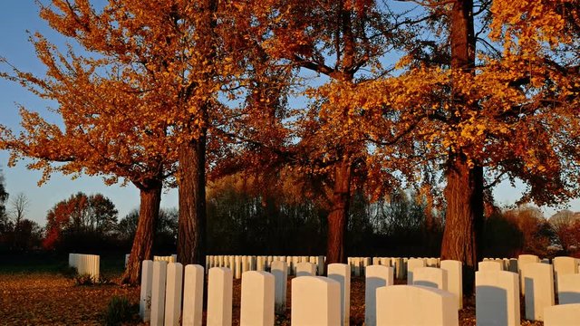 Autumn background in a war cemetery : falling golden leaves under blue sky and sunset light