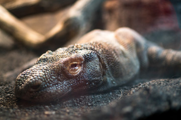 resting komodo dragon calm in the heat of the desert