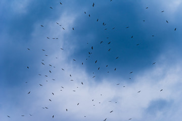 A flock of seagulls in the cloudy sky