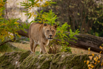 Fototapeta premium Lion Lady