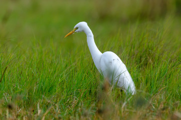 Grande Aigrette,. Ardea alba, Great Egret