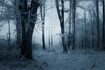 winter evening in snowy woods