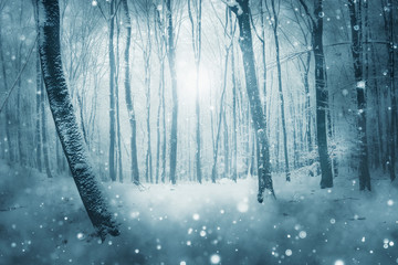 snow flakes falling in forest in winter