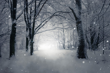magical winter forest path