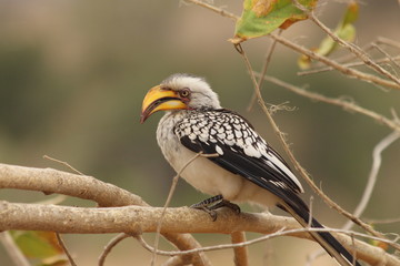 hornbill on a branch