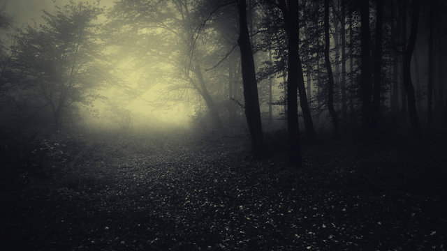 dark fantasy woods