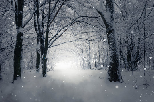 Magical Winter Forest Path