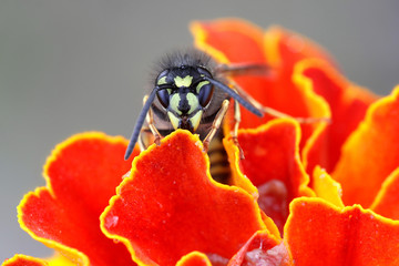 Common yellow-jacket or European wasp, Vespula vulgaris