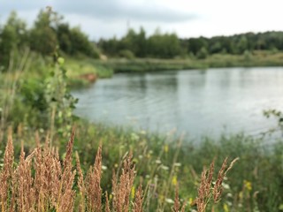 Harmonious unity with nature on the shore of a clean lake among high flowering herbs