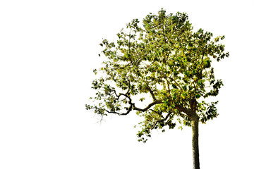 Obraz premium Tree on white background