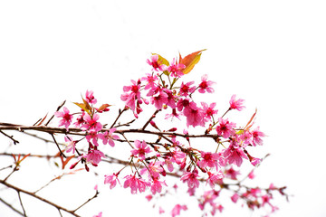 Thai sakura flower on white background