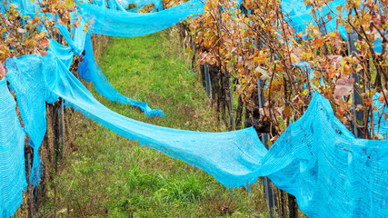 Blue Nets at a vineyard to avoid birds
