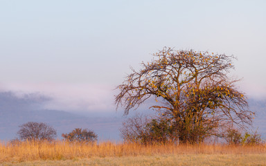 Fototapeta premium Savannah like landscape with trees and grass
