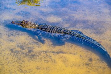 A large American Alligator in Orlando, Florida