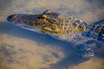 A large American Alligator in Orlando, Florida