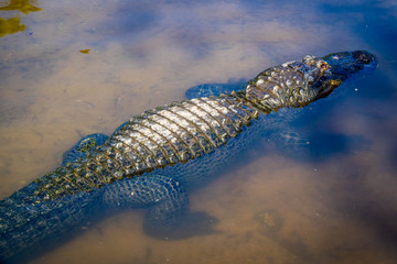 A large American Alligator in Orlando, Florida