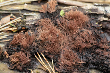 Brown slime mold, Stemonitis axifera