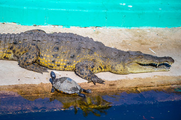 A large American Crocodile in Orlando, Florida