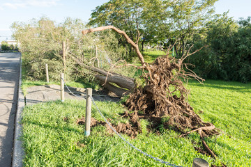 台風被害　倒木