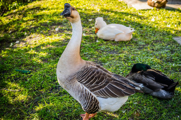 A large Chinese Goose in Orlando, Florida