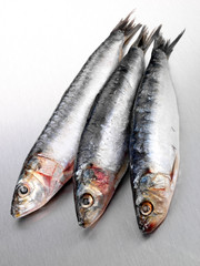 THREE SARDINES