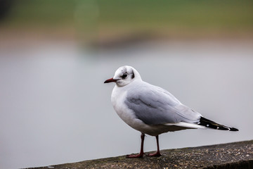 Seagull in the city