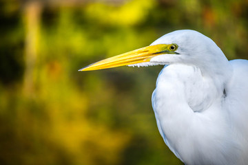A Great White Egret in Orlando, Florida