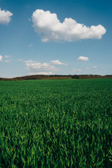 Green meadow under the blue sky