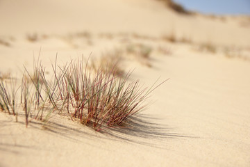 Scanty desert vegetation close-up: hardly green small tufts of grass