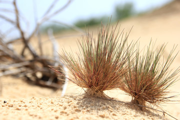 Scanty desert vegetation close-up: small tufts of hardly green grass. Dry tree on the background