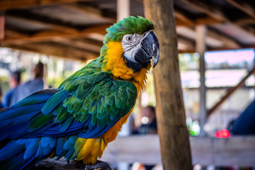 A Green and Gold Macaw in Orlando, Florida