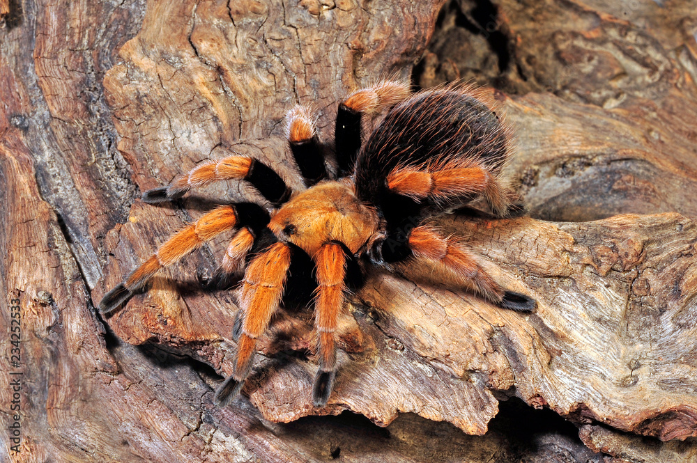 Wall mural Mexikanische Vogelspinne (Aphonopelma bicoloratum) - Mexican Beauty