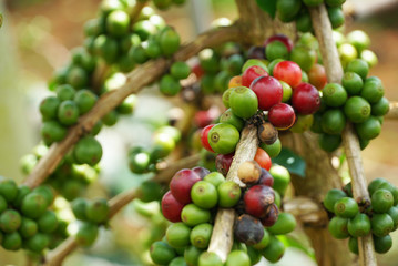 Close up red and green coffee beans on branch of coffee tree, selective focus.